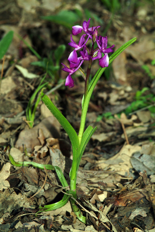 Anacamptis laxiflora / Orchide acquatica